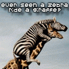 Giraffe and Zebra.gif