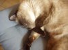 schlafende Katzen 015.jpg