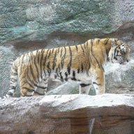 Tigerchen